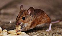 24 Hour & Emergency Exterminators in Saint Albans, VT